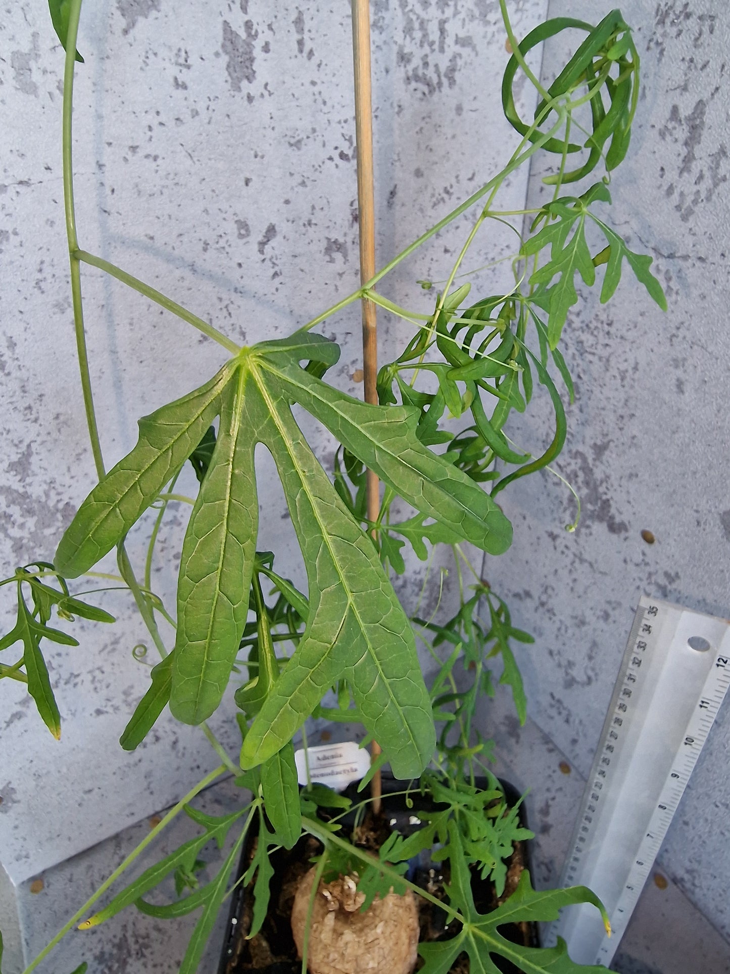 Adenia stenodactyla PLANT