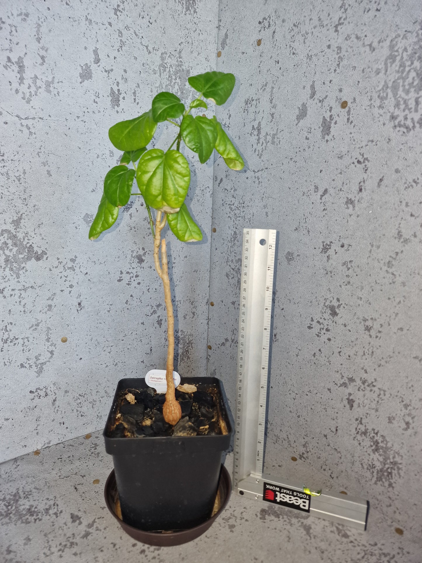 Jatropha variifolia PLANT