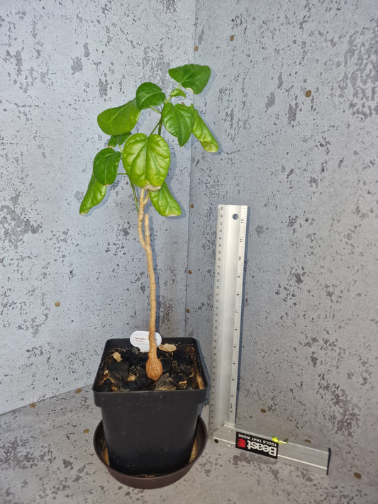 Jatropha variifolia PLANT