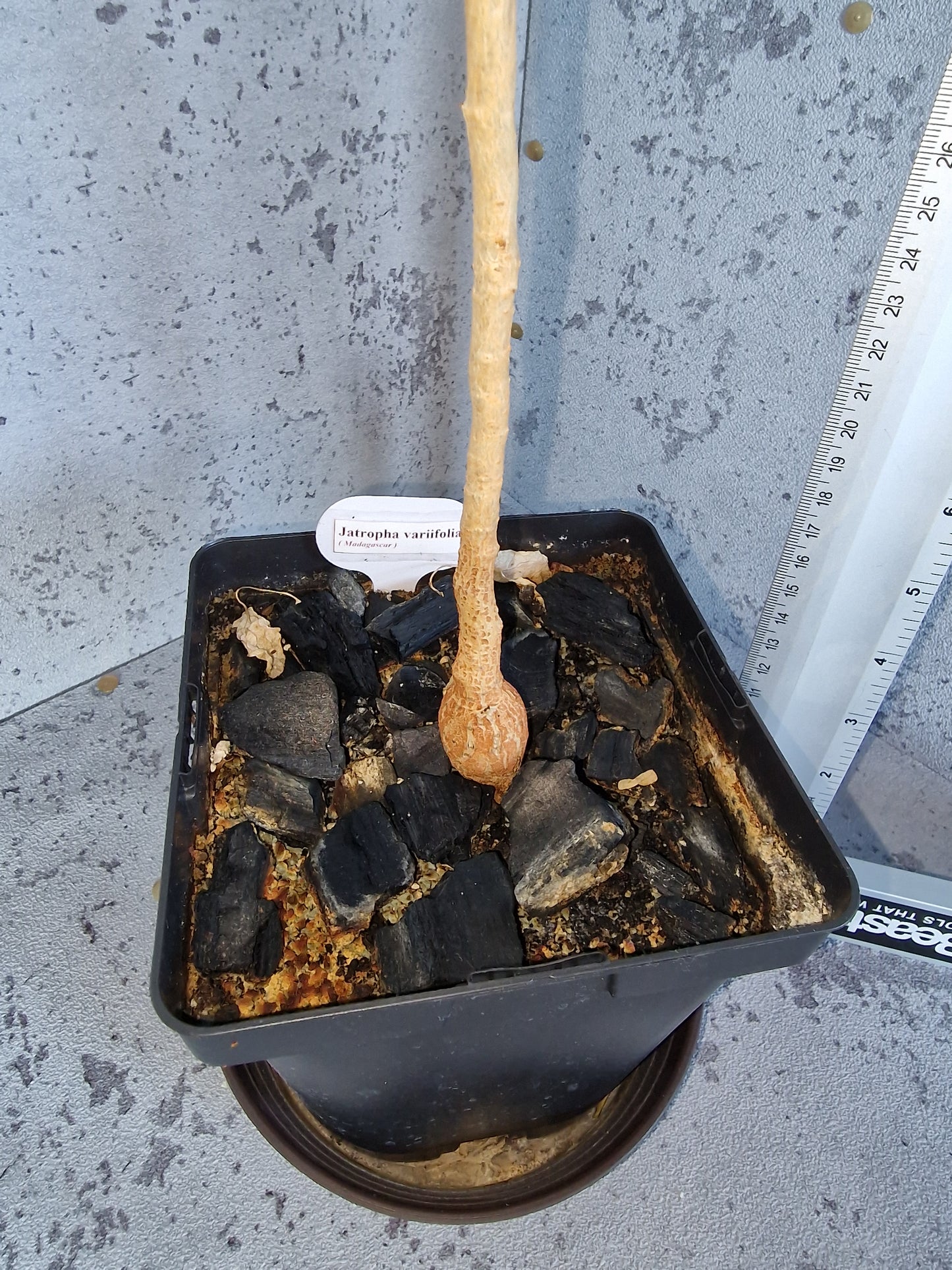 Jatropha variifolia PLANT