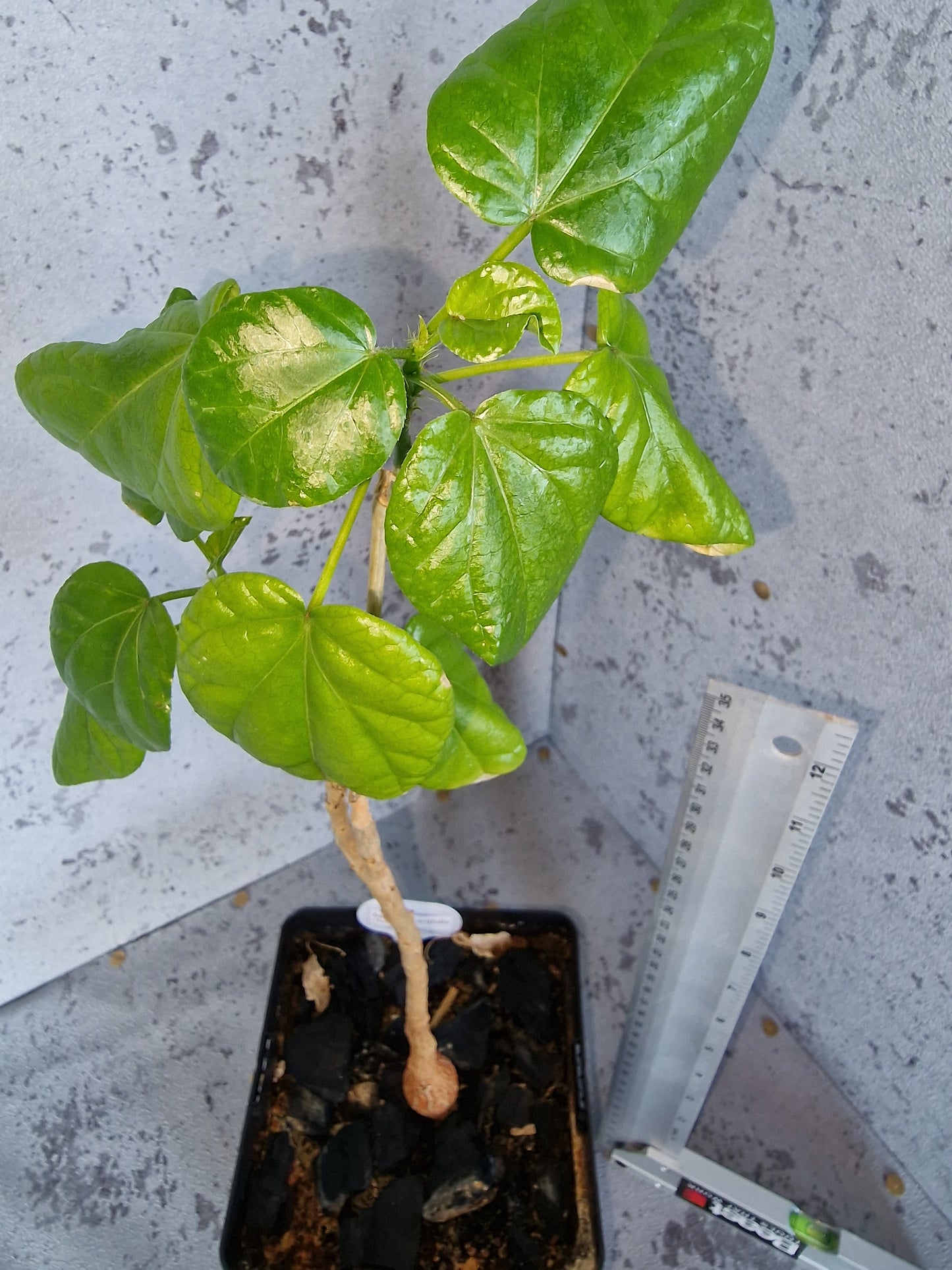 Jatropha variifolia PLANT