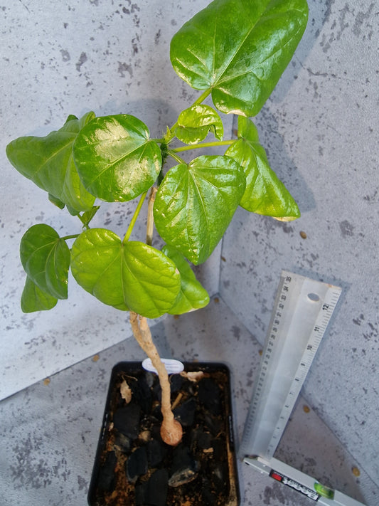 Jatropha variifolia PLANT