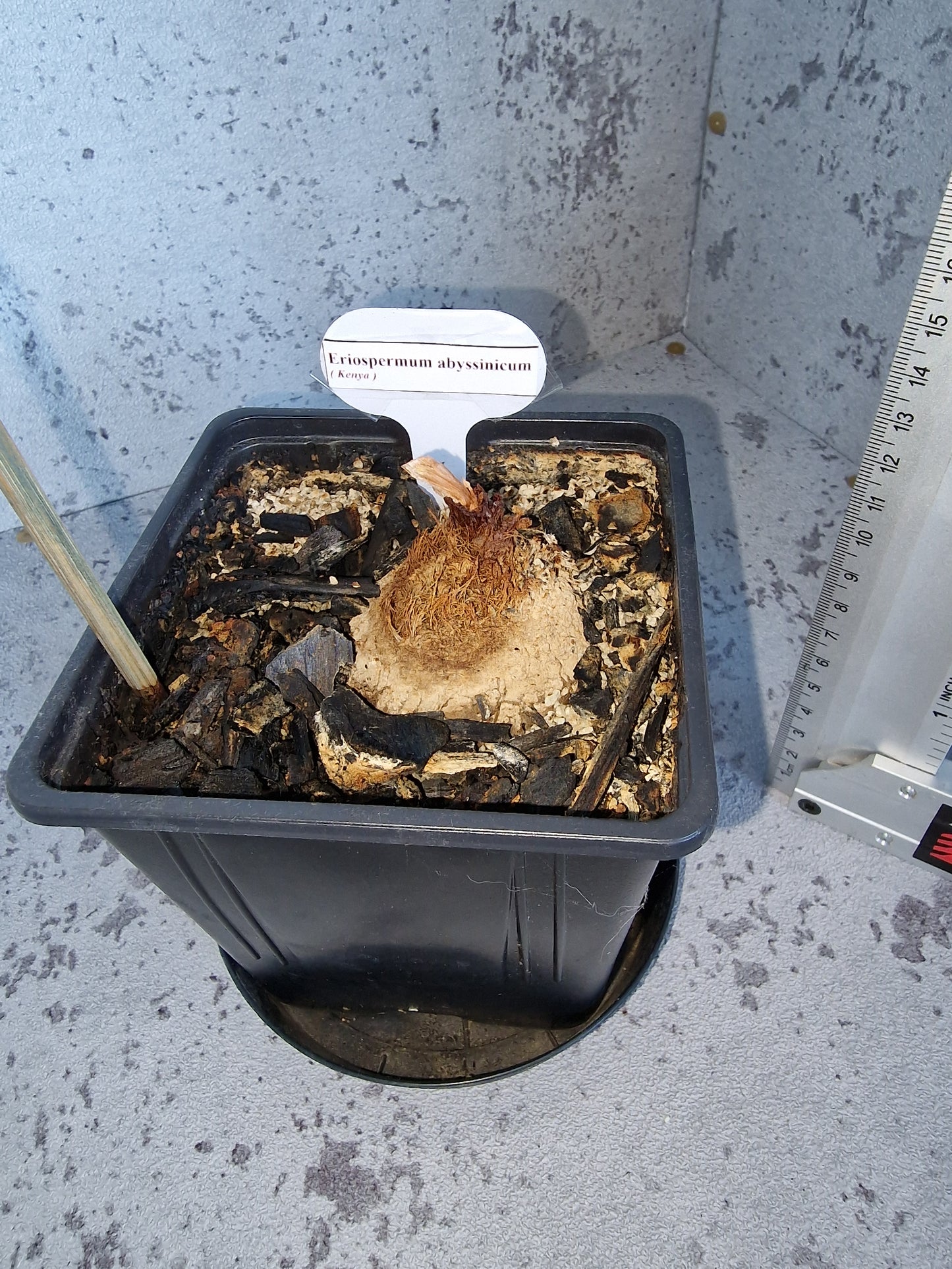 Eriospermum abyssinicum PLANT