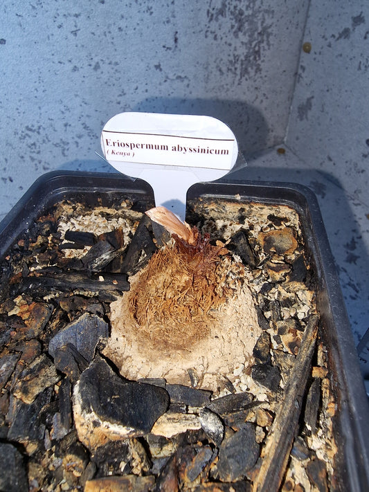 Eriospermum abyssinicum PLANT