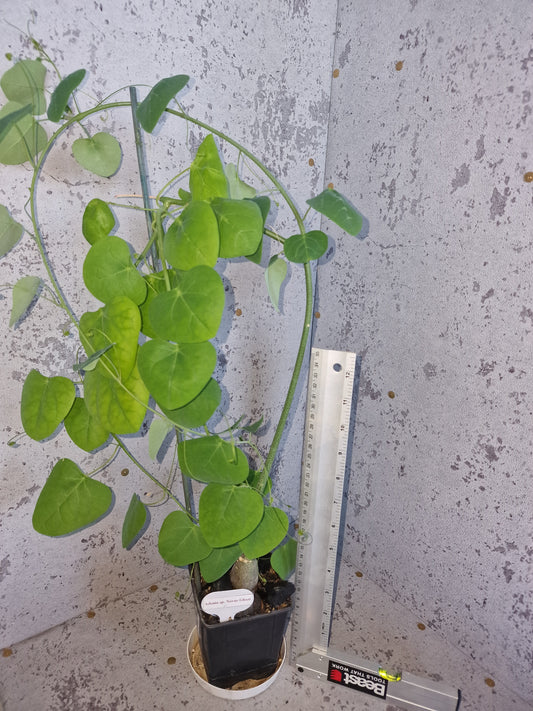Adenia sp.novus ghazi PLANT