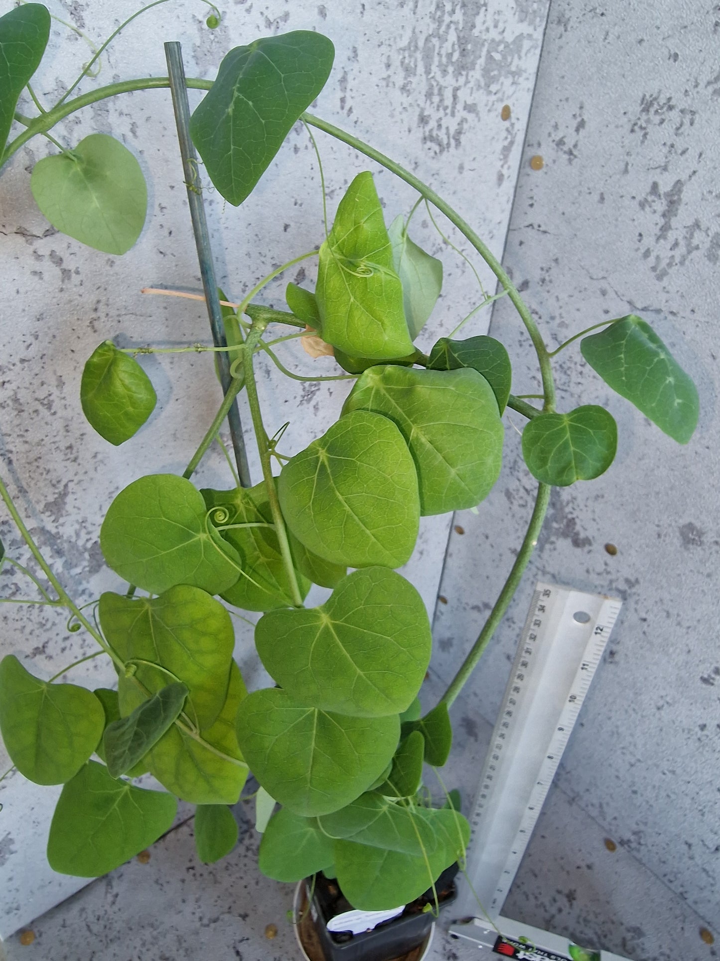Adenia sp.novus ghazi PLANT