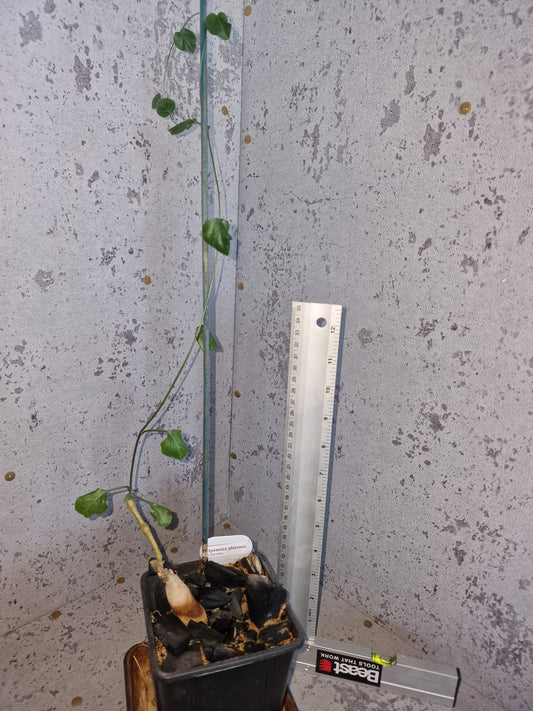 Ipomoea platensis PLANT
