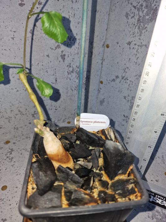 Ipomoea platensis PLANT