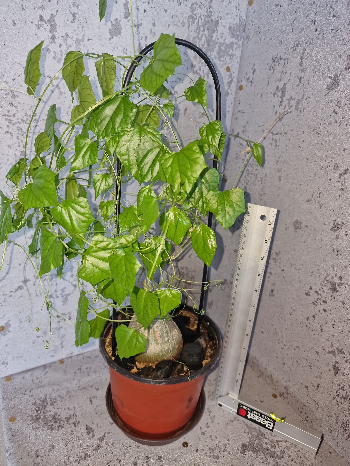 Momordica rostrata PLANT
