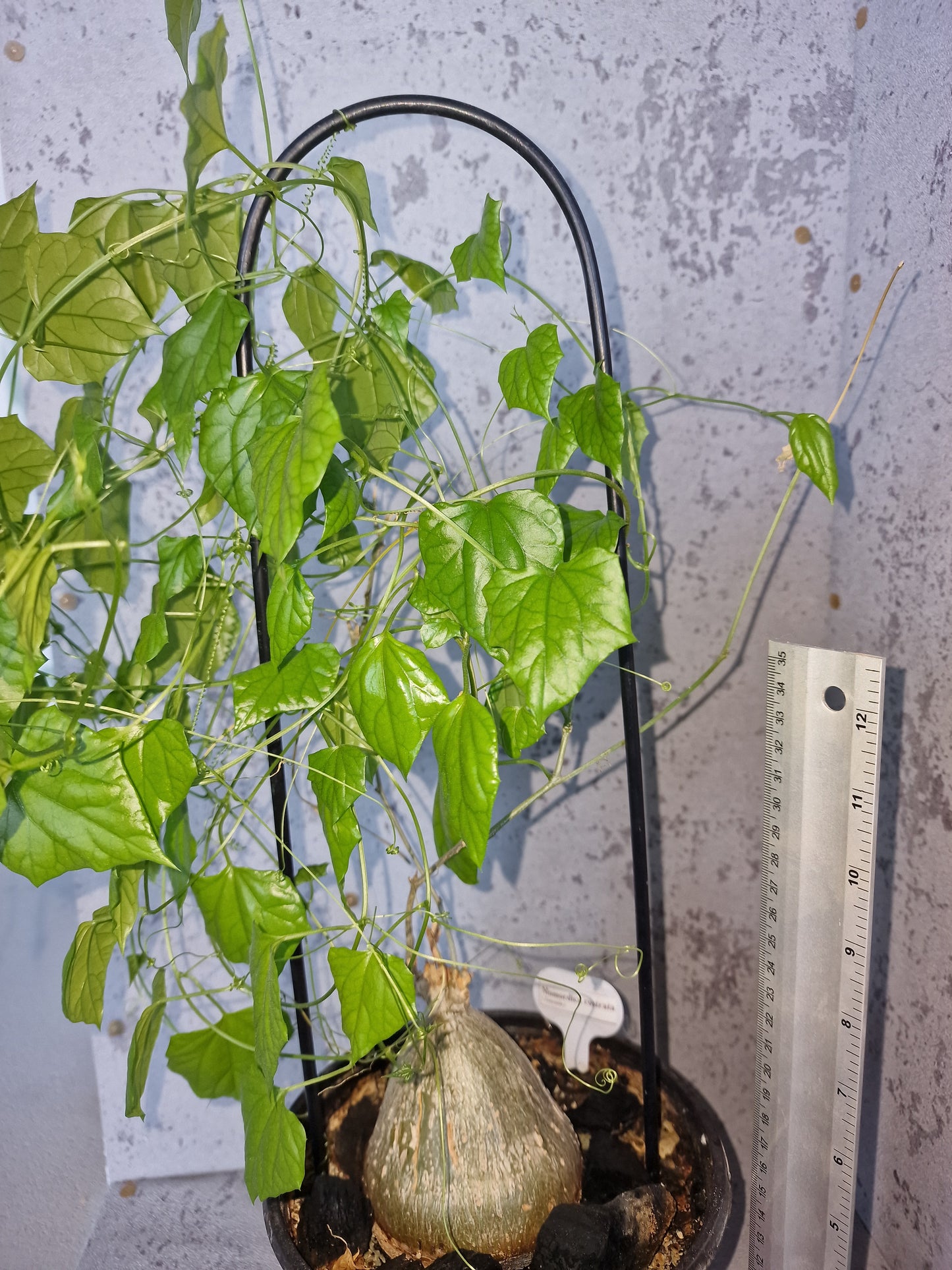 Momordica rostrata PLANT