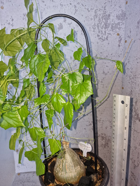 Momordica rostrata PLANT