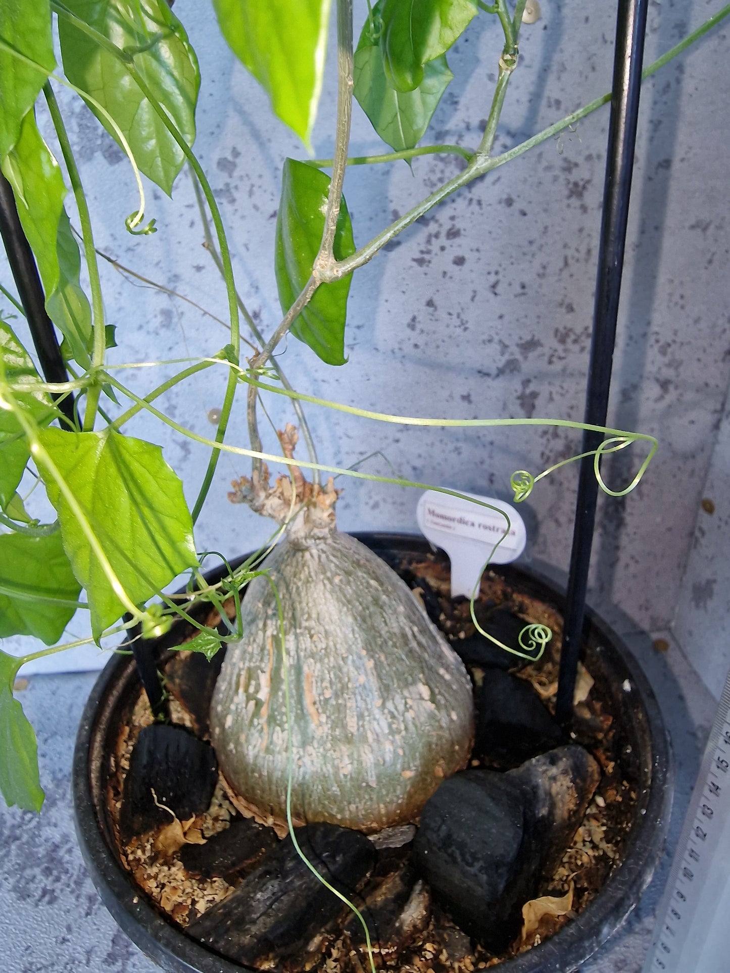 Momordica rostrata PLANT