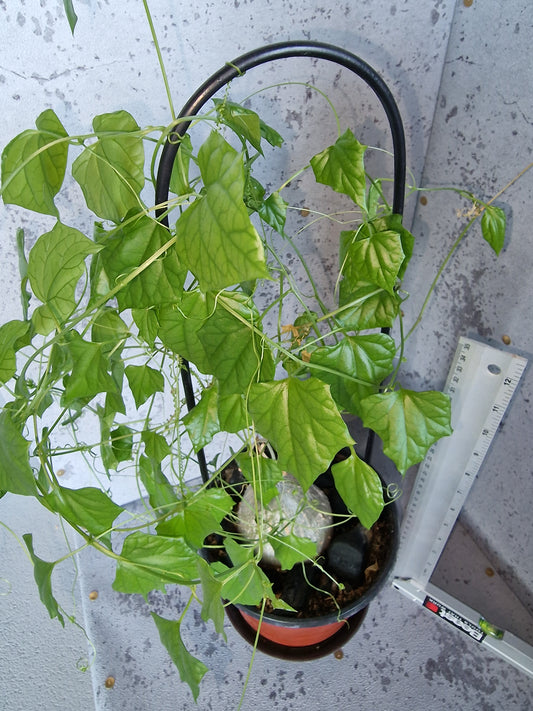 Momordica rostrata PLANT