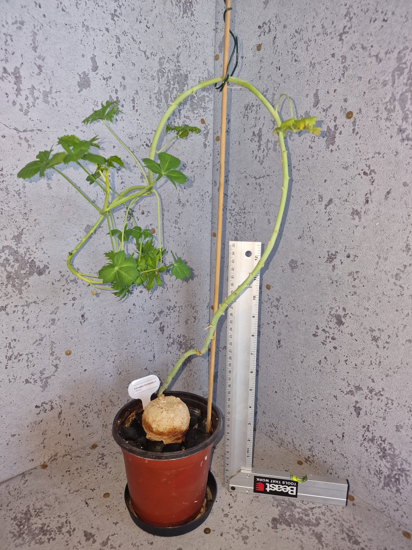 Jatropha berlandieri PLANT