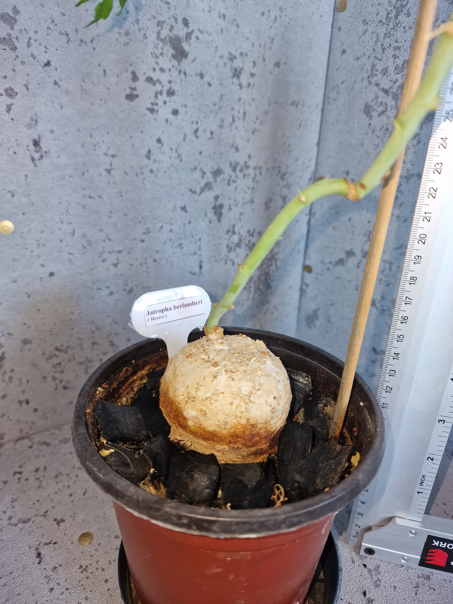 Jatropha berlandieri PLANT