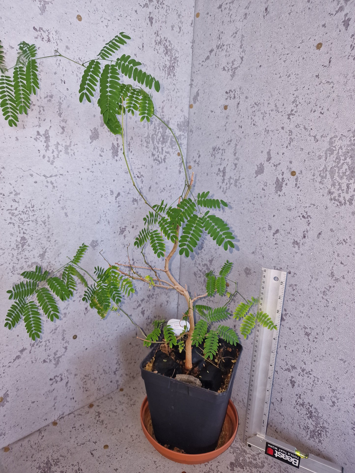 Acacia senegal PLANT