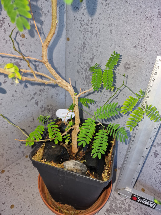 Acacia senegal PLANT