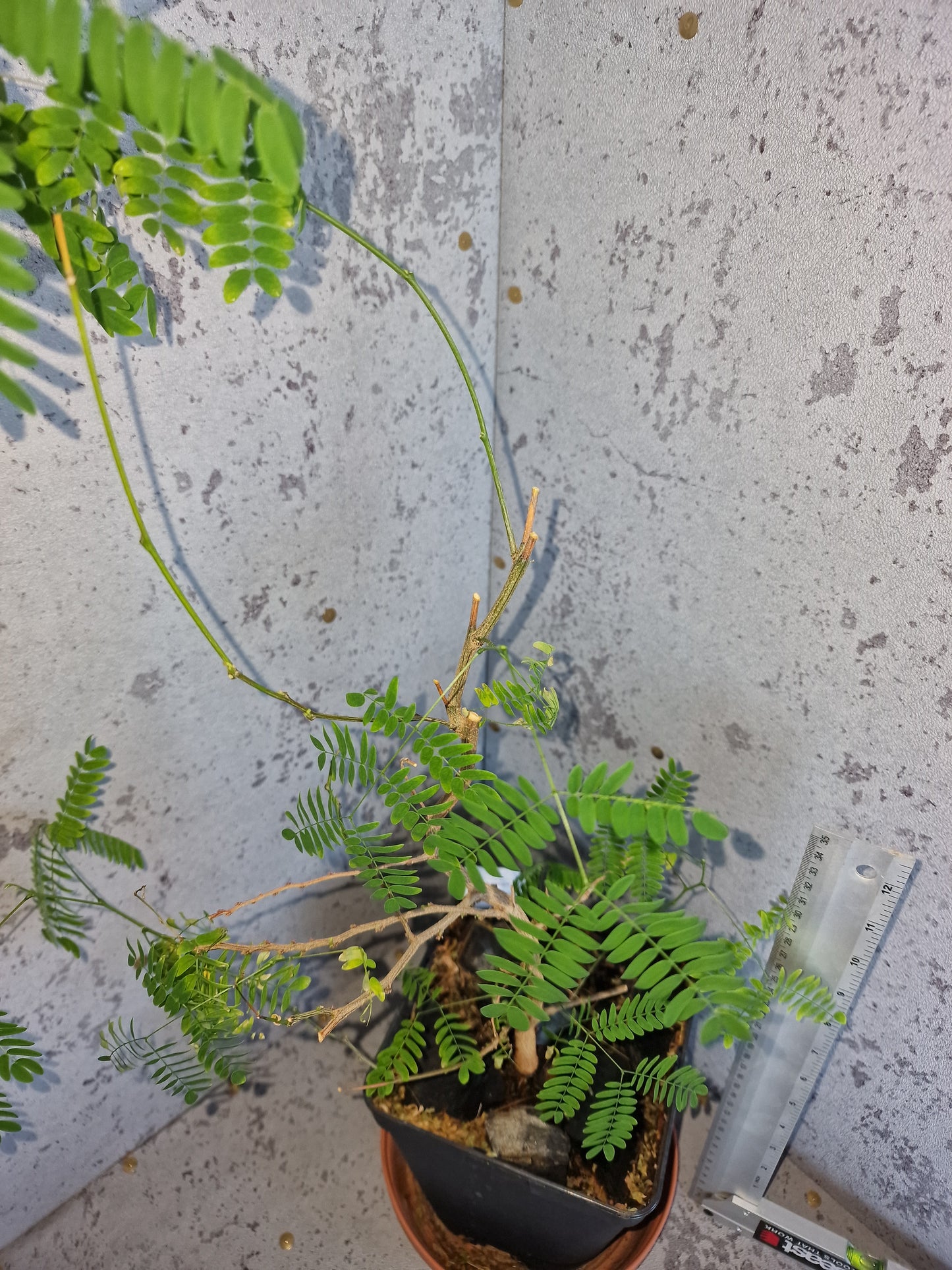 Acacia senegal PLANT