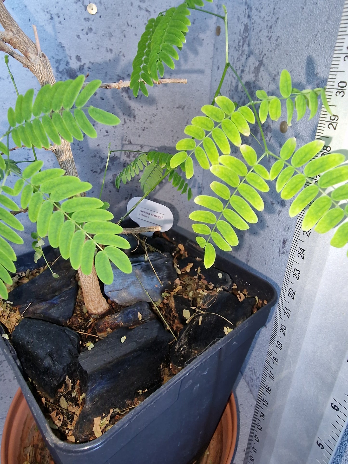Acacia senegal PLANT