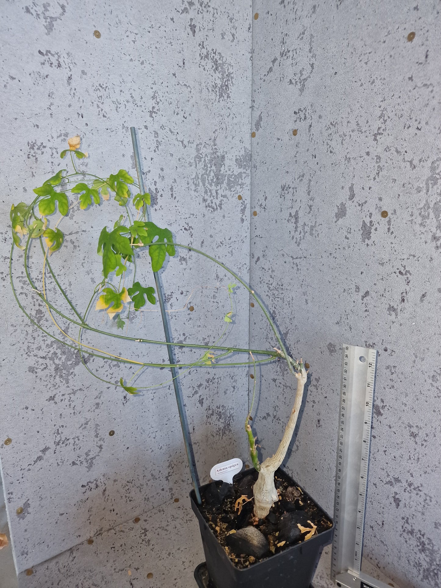 Adenia epigea PLANT