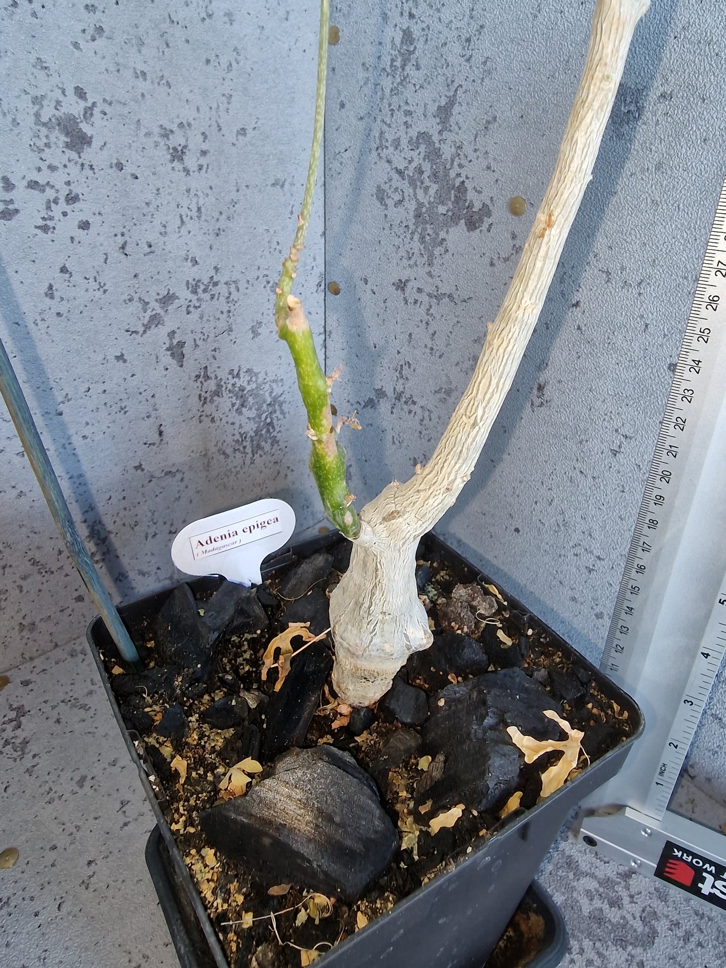 Adenia epigea PLANT