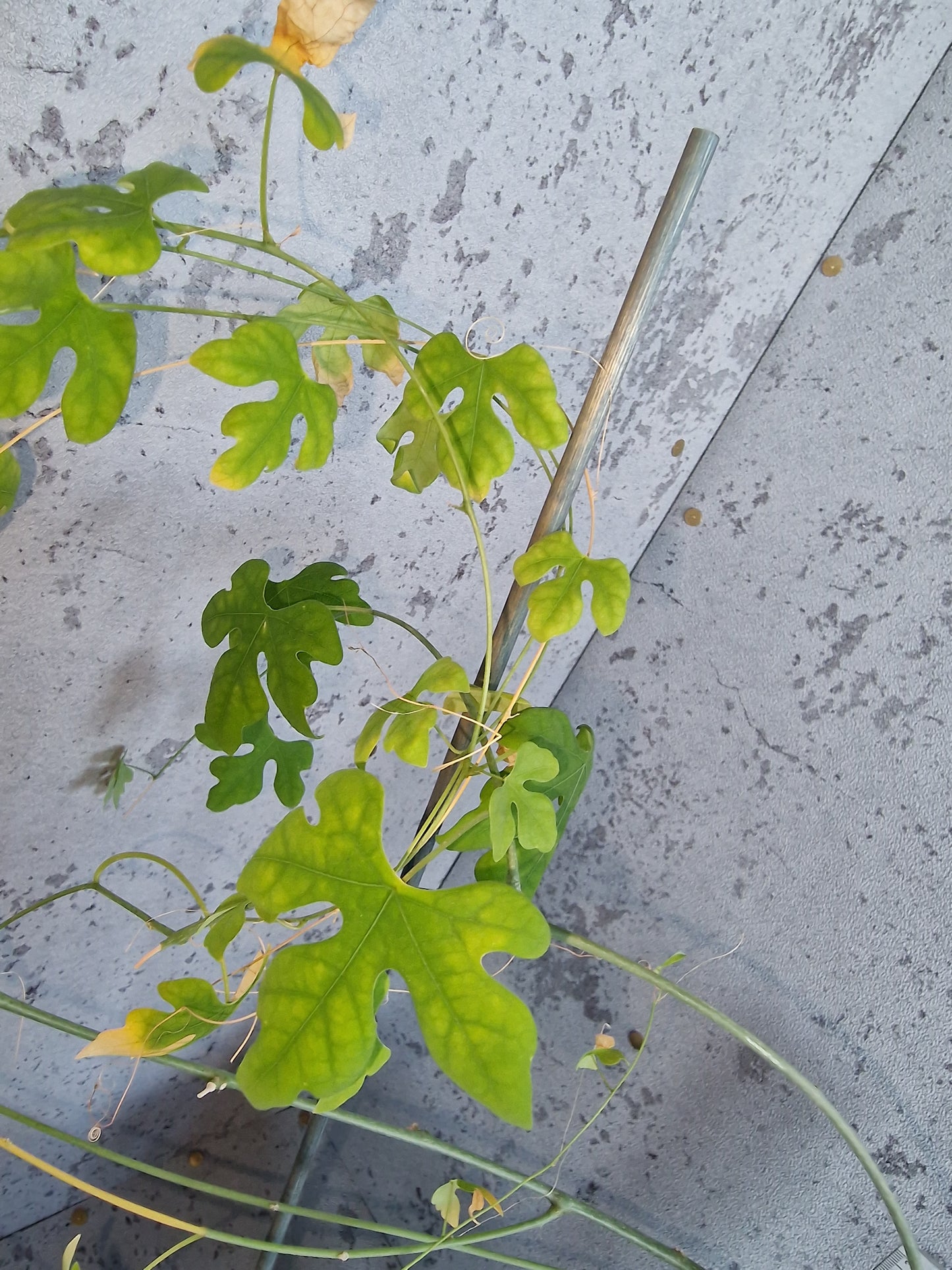 Adenia epigea PLANT