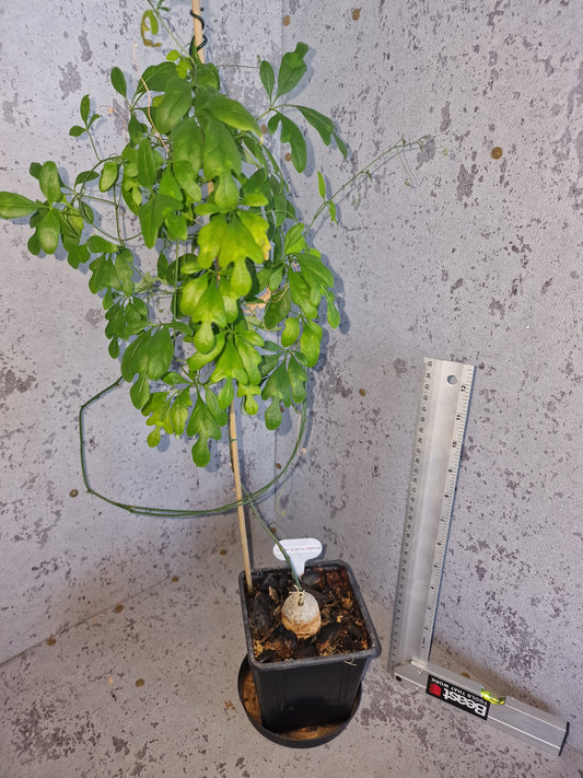 Adenia sp.novus digitata PLANT