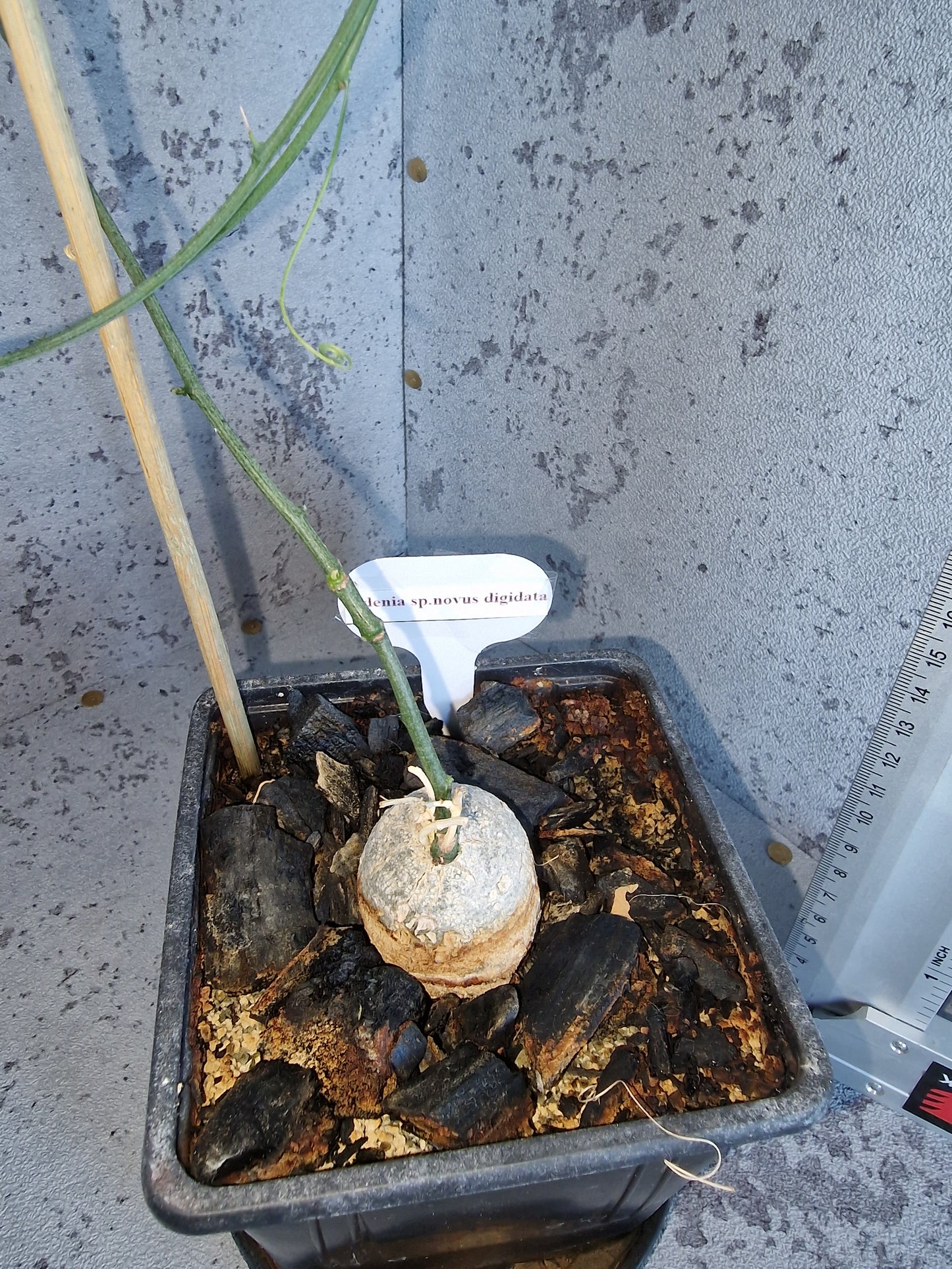 Adenia sp.novus digitata PLANT