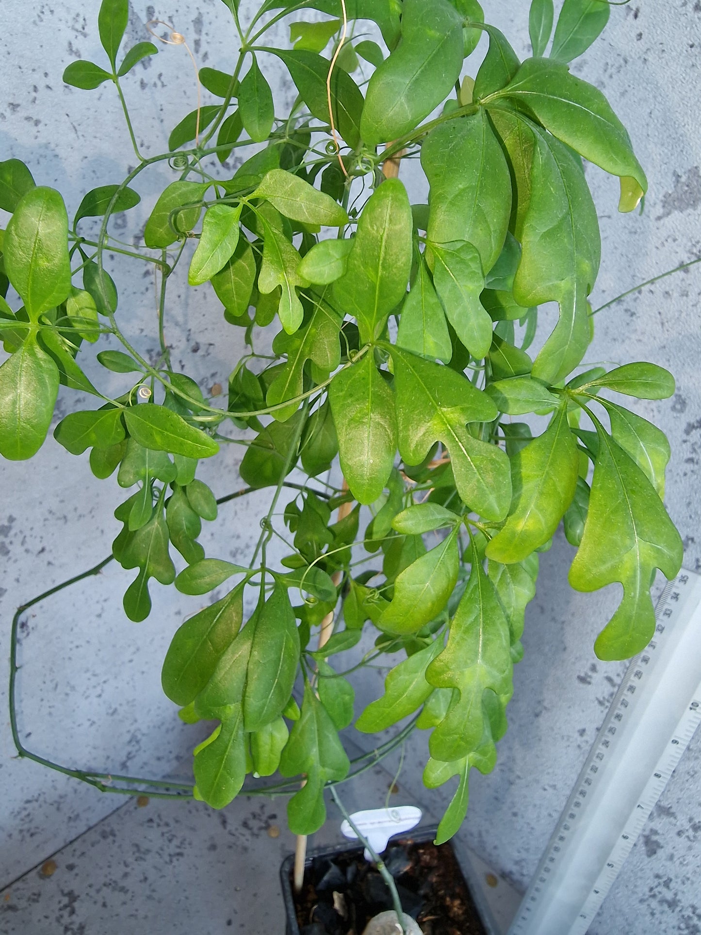 Adenia sp.novus digitata PLANT