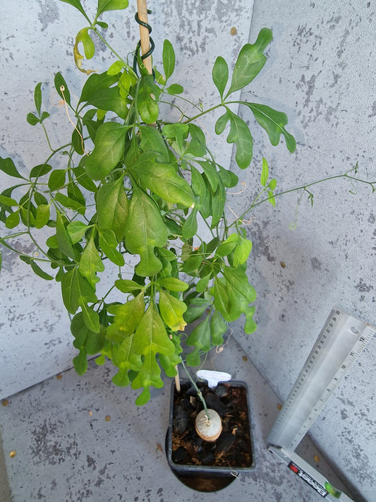Adenia sp.novus digitata PLANT