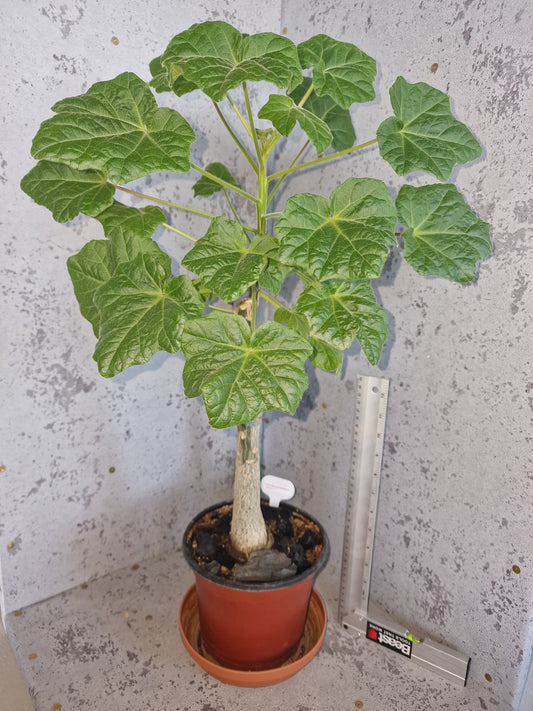 Uncarina Grandidieri PLANT