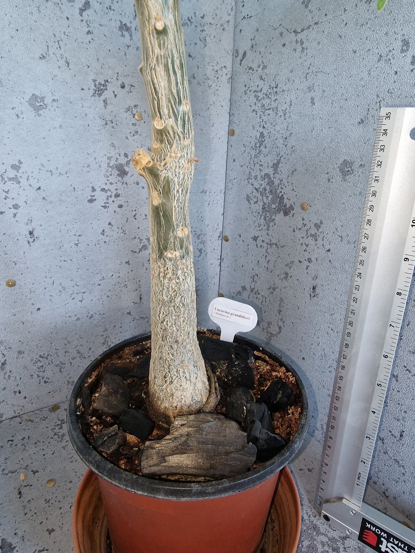 Uncarina Grandidieri PLANT