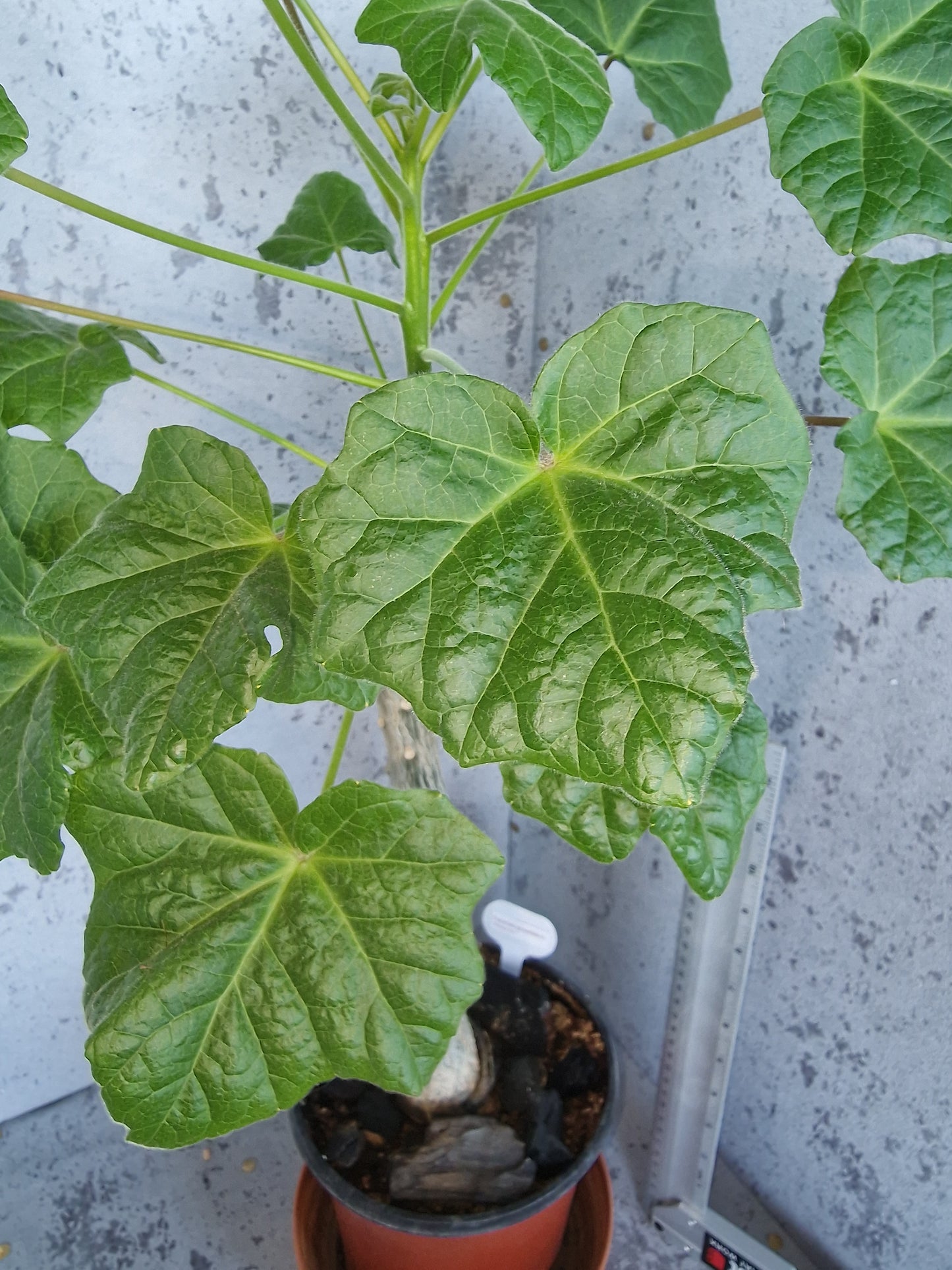 Uncarina Grandidieri PLANT