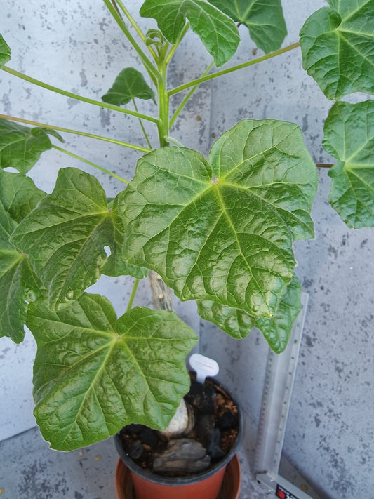 Uncarina Grandidieri PLANT