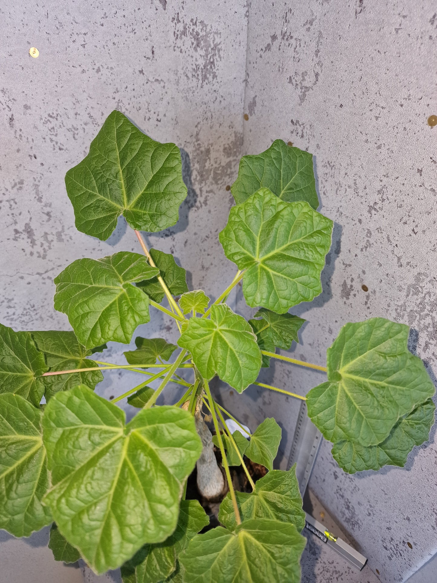 Uncarina Grandidieri PLANT