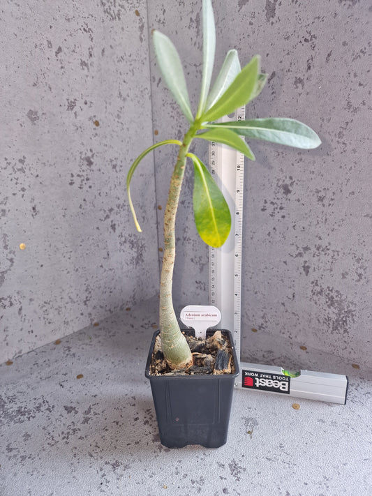 Adenium arabicum PLANT