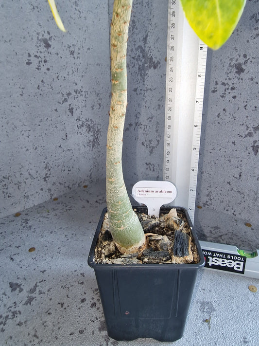 Adenium arabicum PLANT