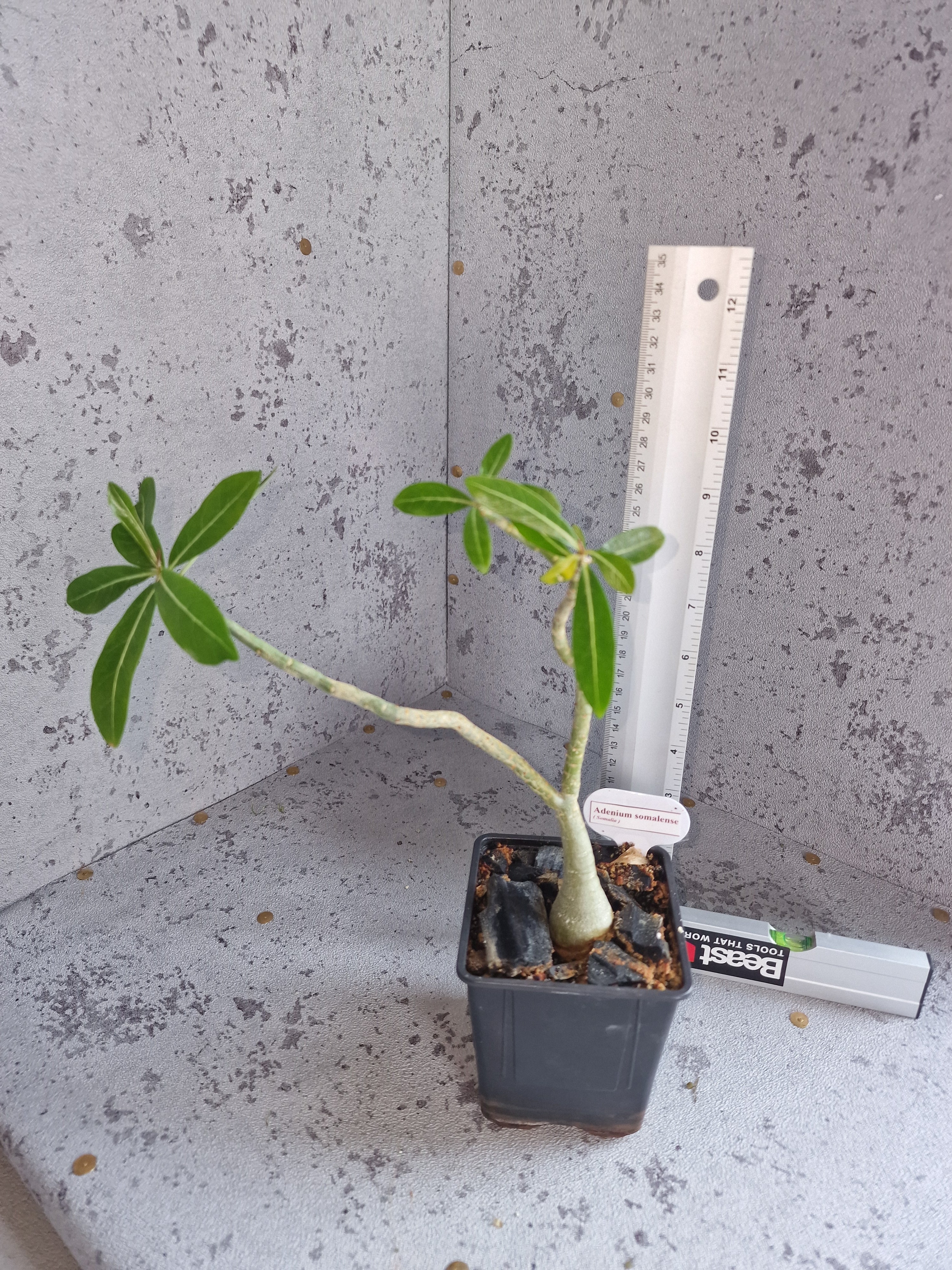 Adenium somalense PLANT – Rarexoticseeds