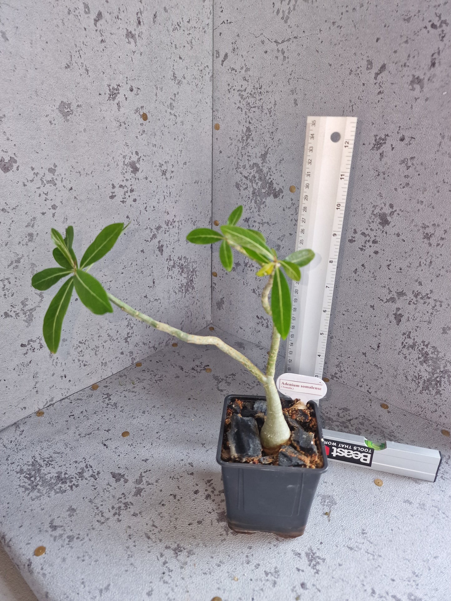 Adenium somalense PLANT