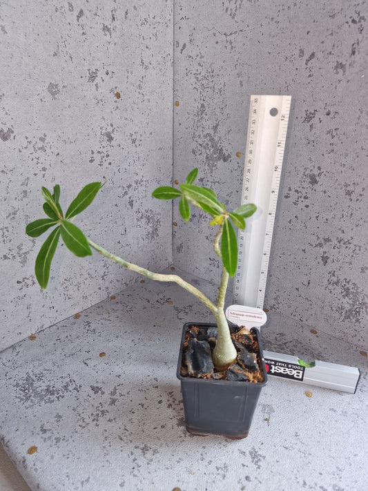 Adenium somalense PLANT