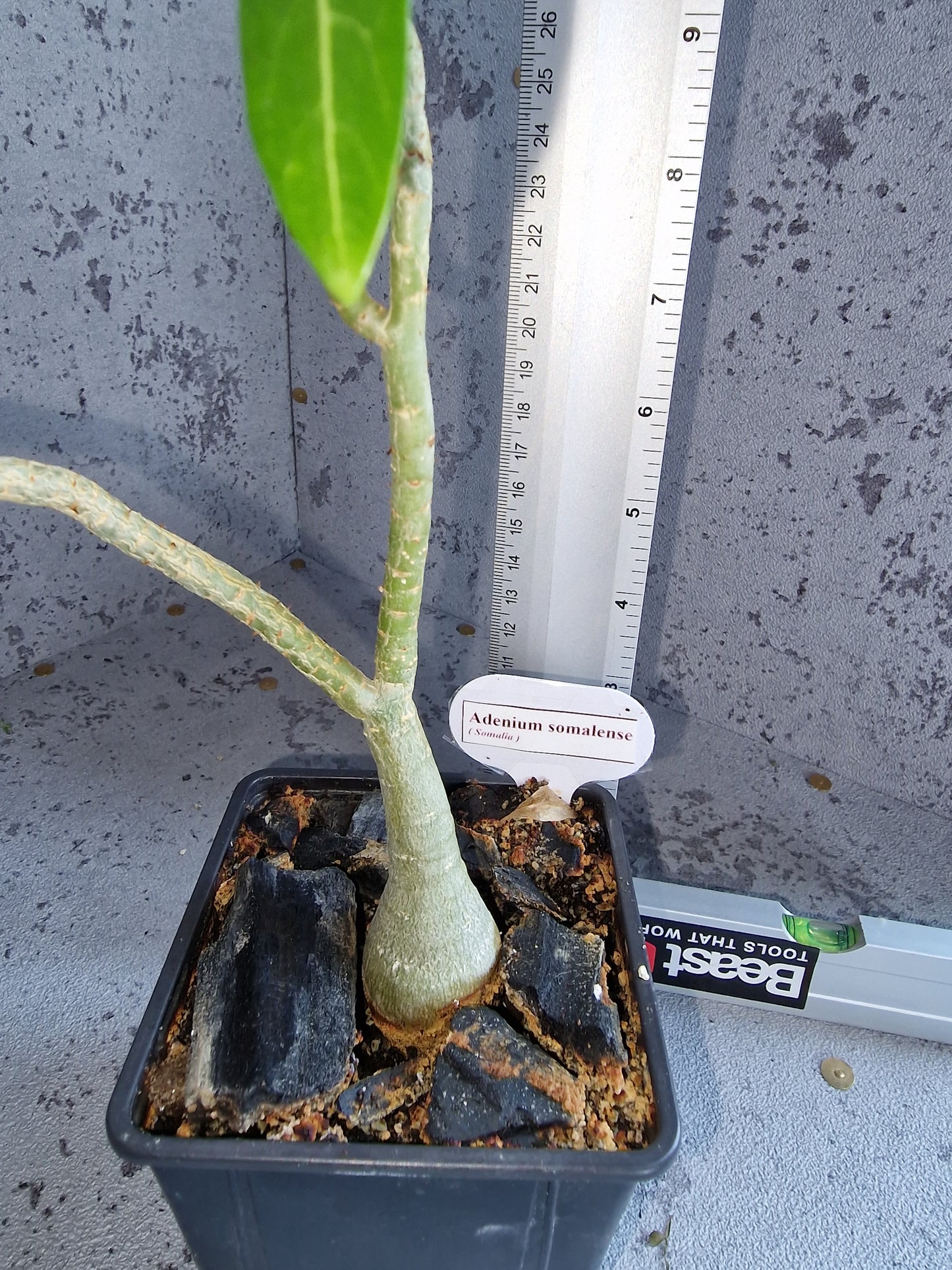 Adenium somalense PLANT