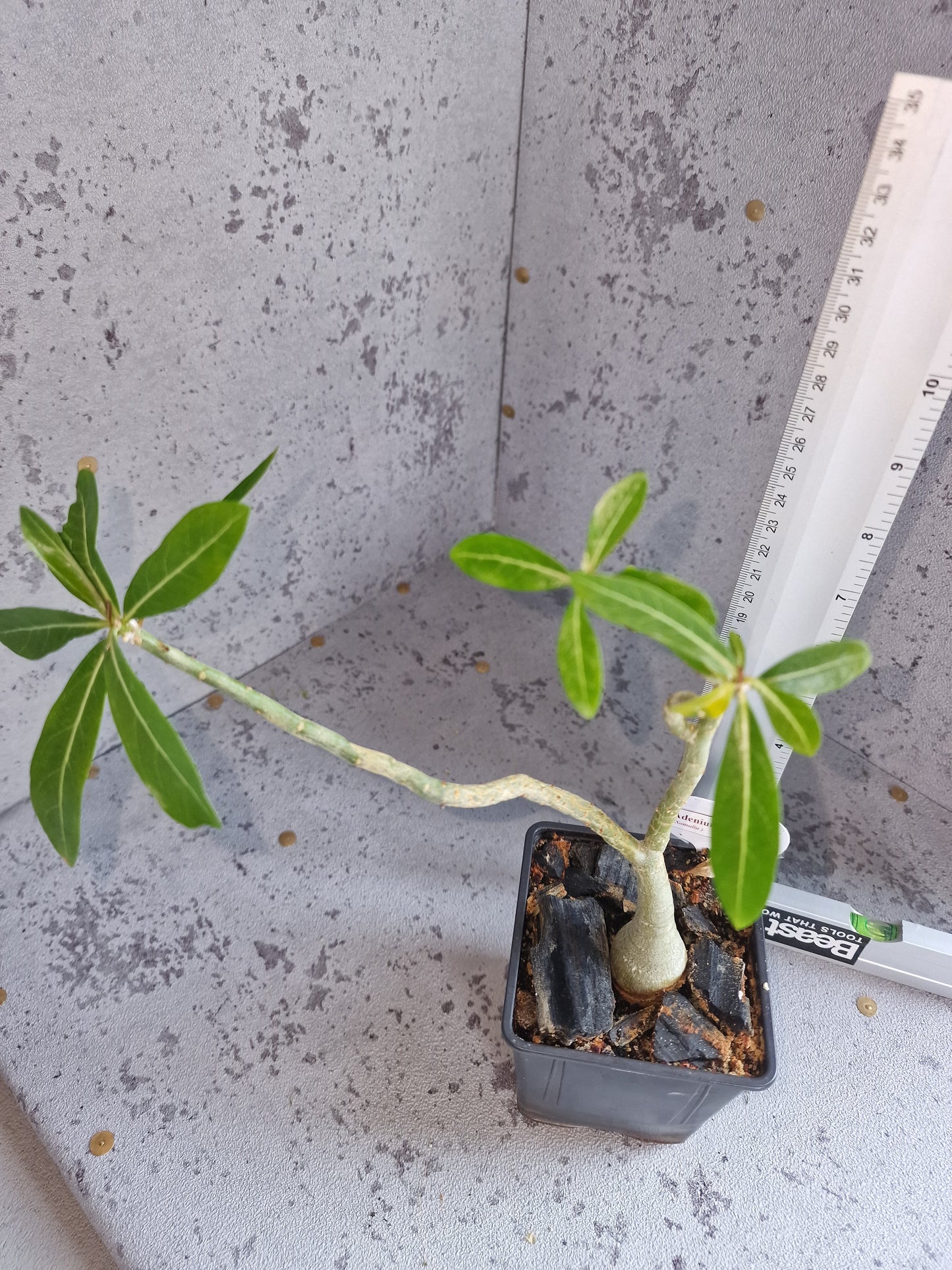 Adenium somalense PLANT