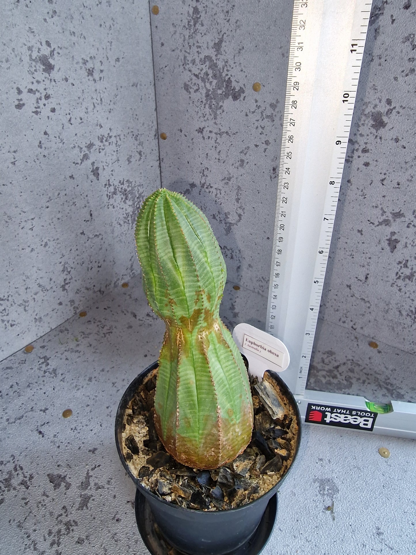Euphorbia obesa PLANT