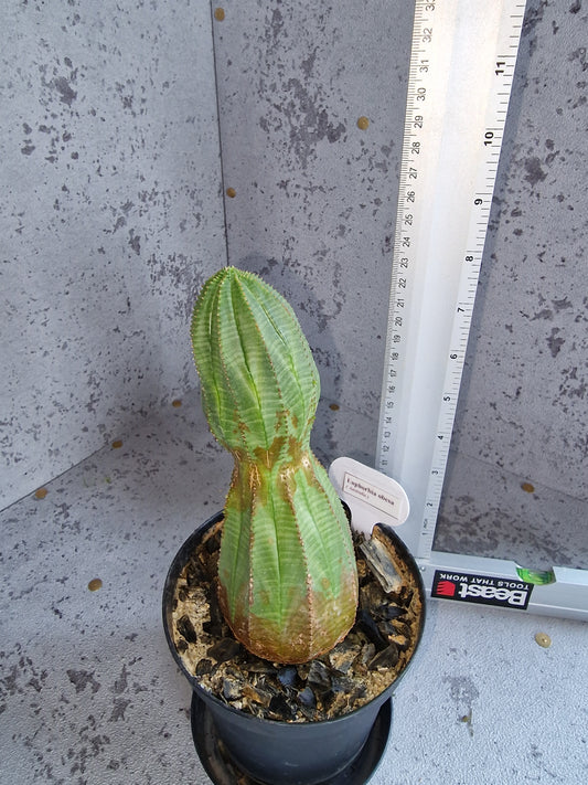 Euphorbia obesa PLANT