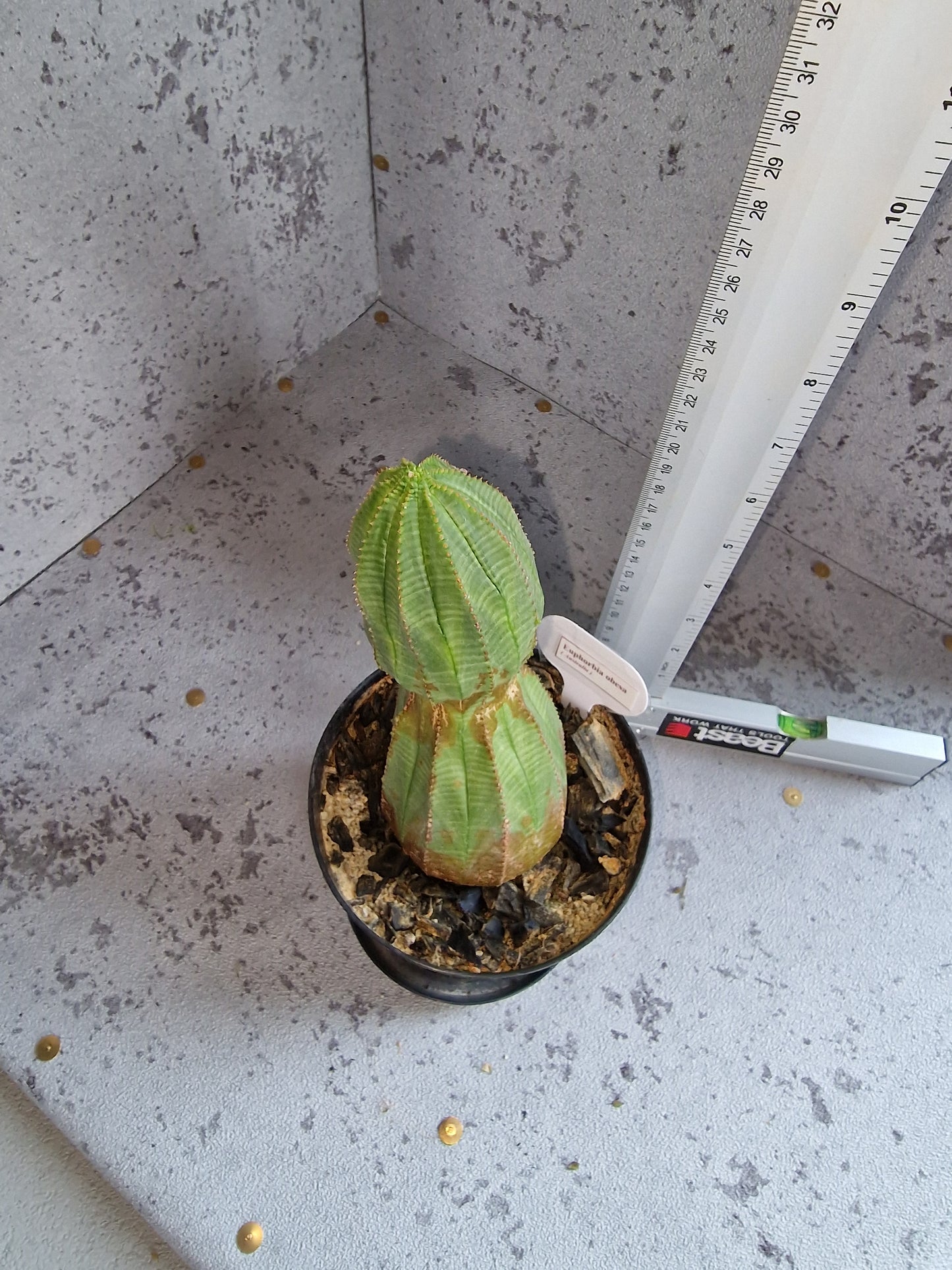 Euphorbia obesa PLANT