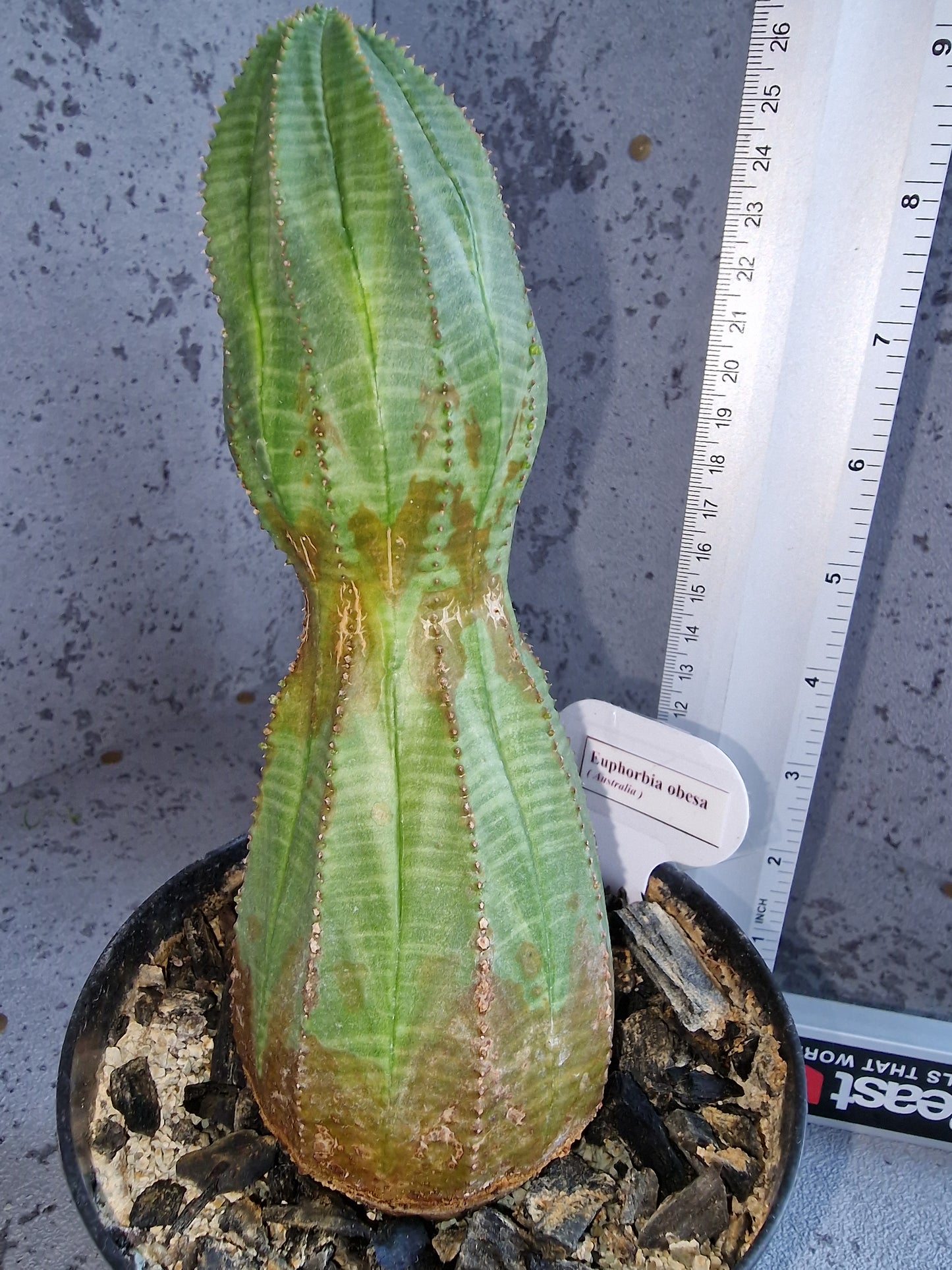 Euphorbia obesa PLANT