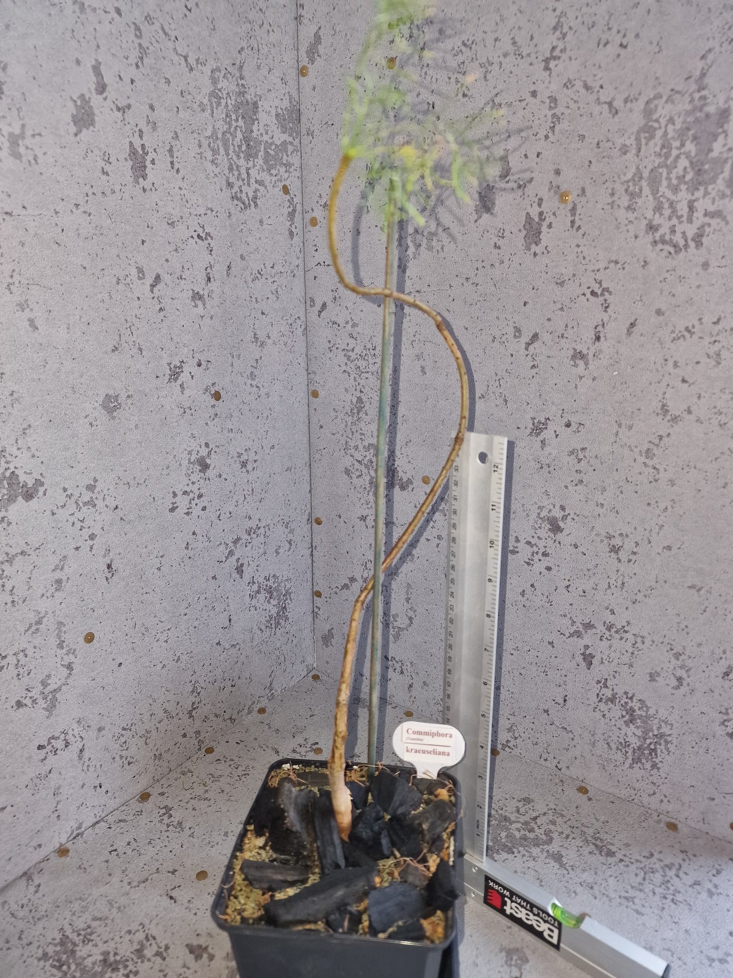 Commiphora kraeuseliana PLANT
