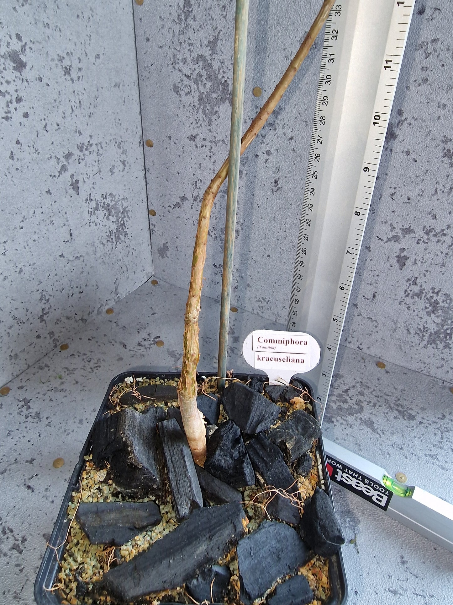 Commiphora kraeuseliana PLANT