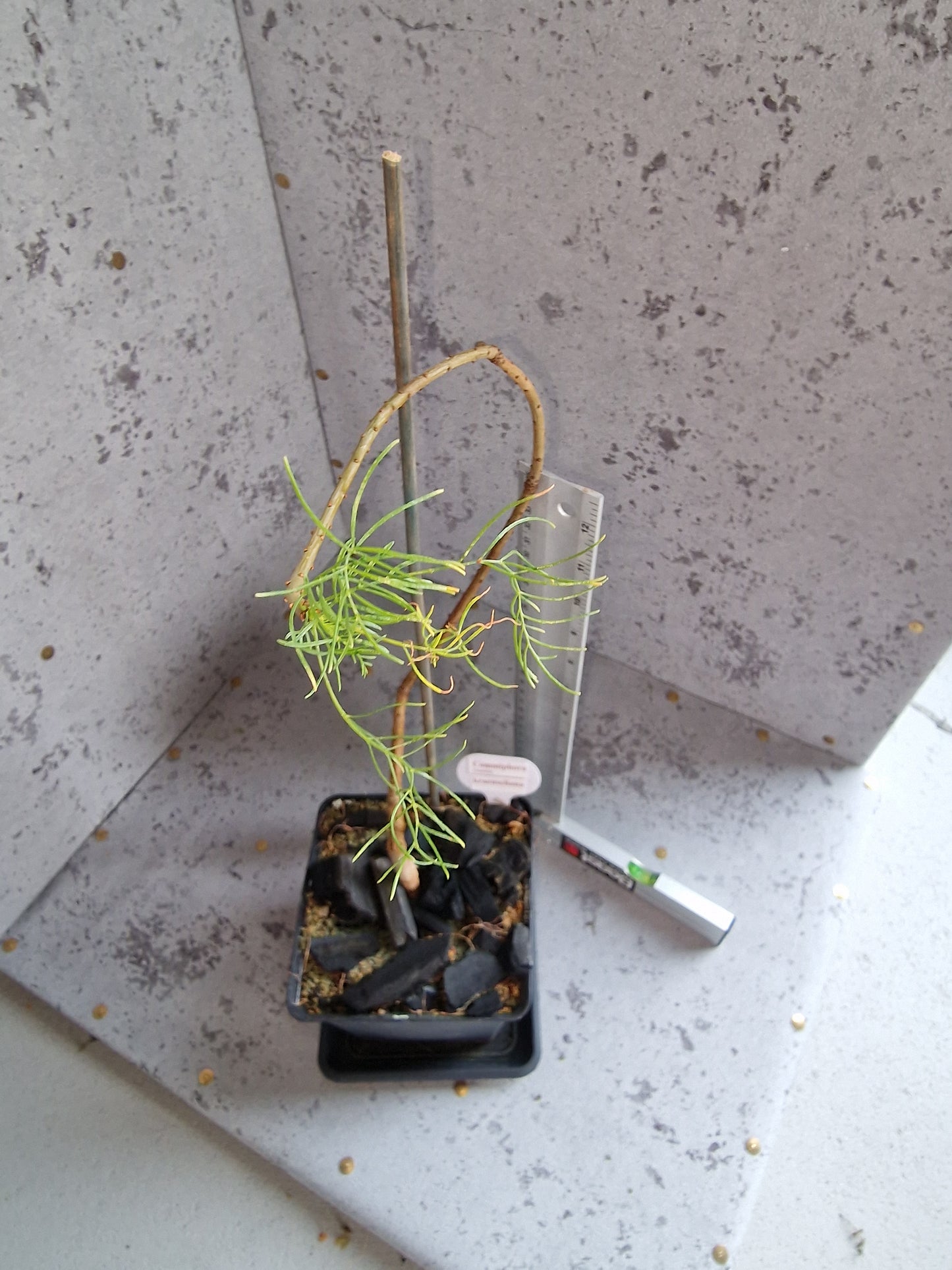 Commiphora kraeuseliana PLANT