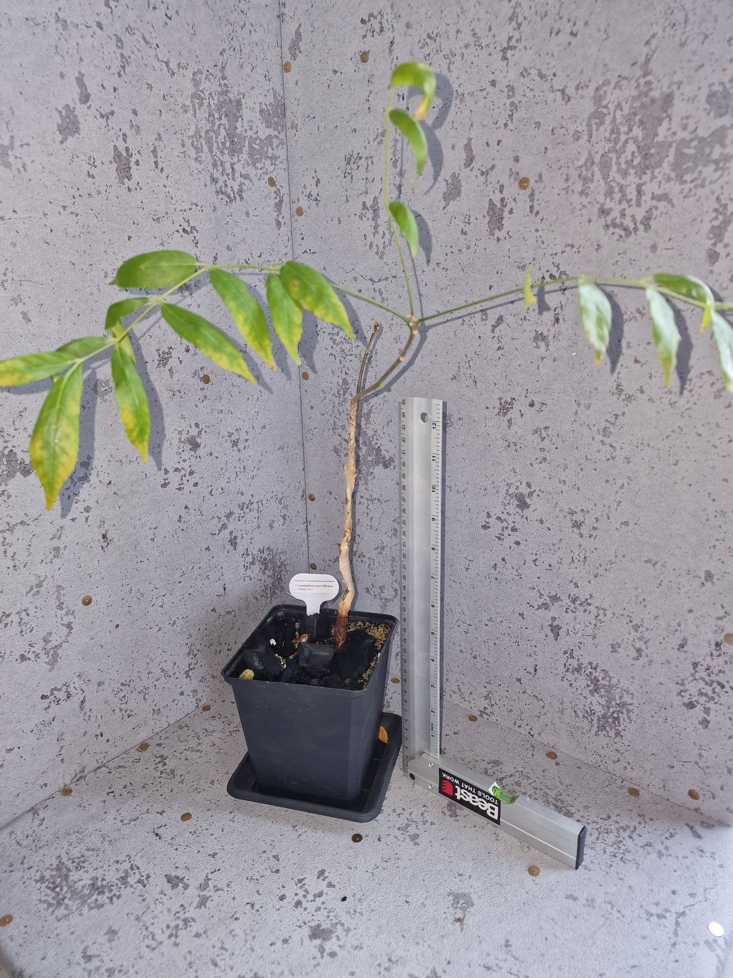 Commiphora pervilleana PLANT